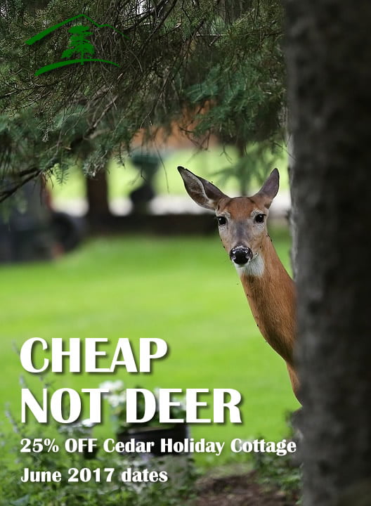 SpecialOffer-CheapNotDeer