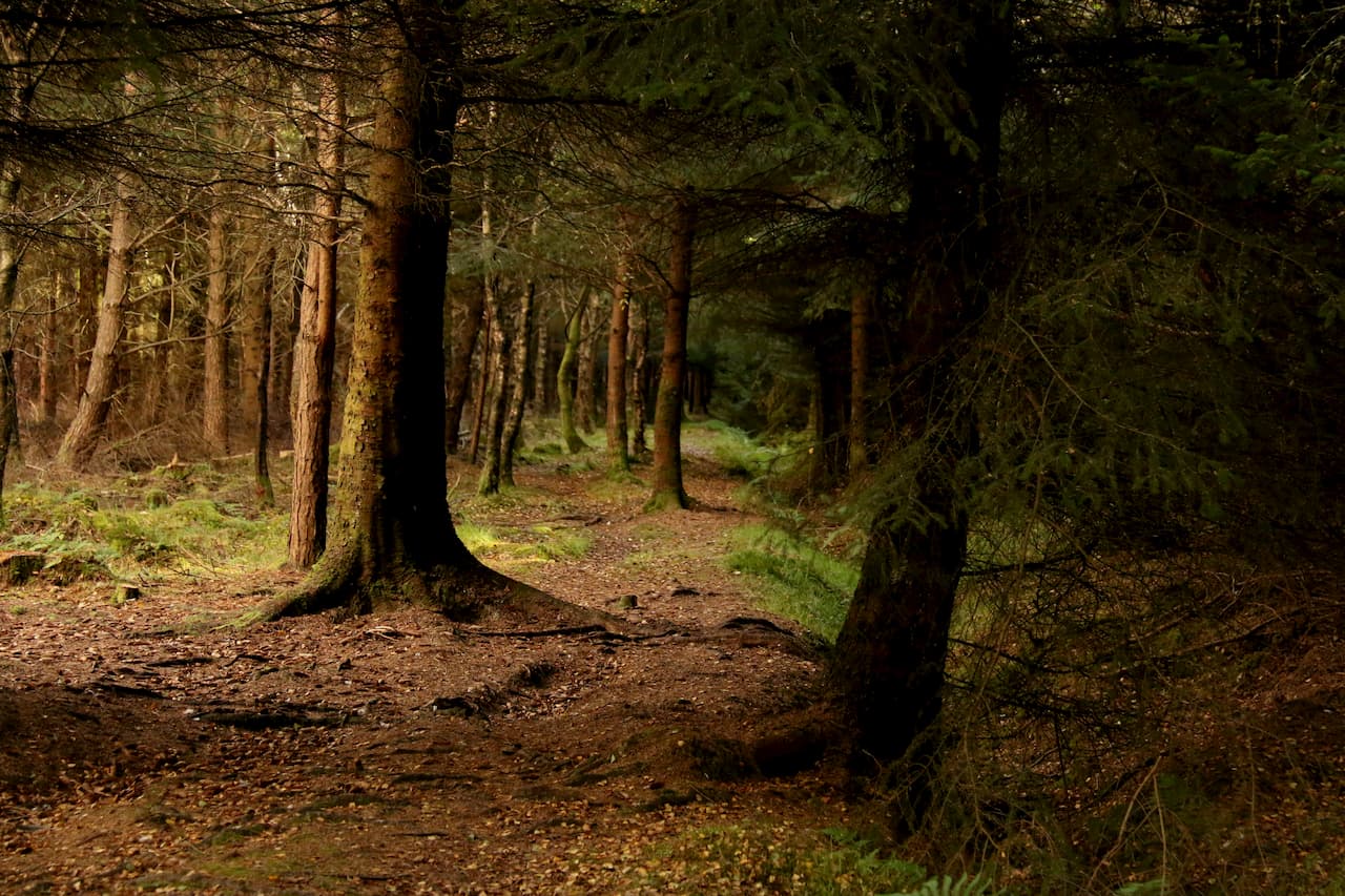 Denlethen Woods