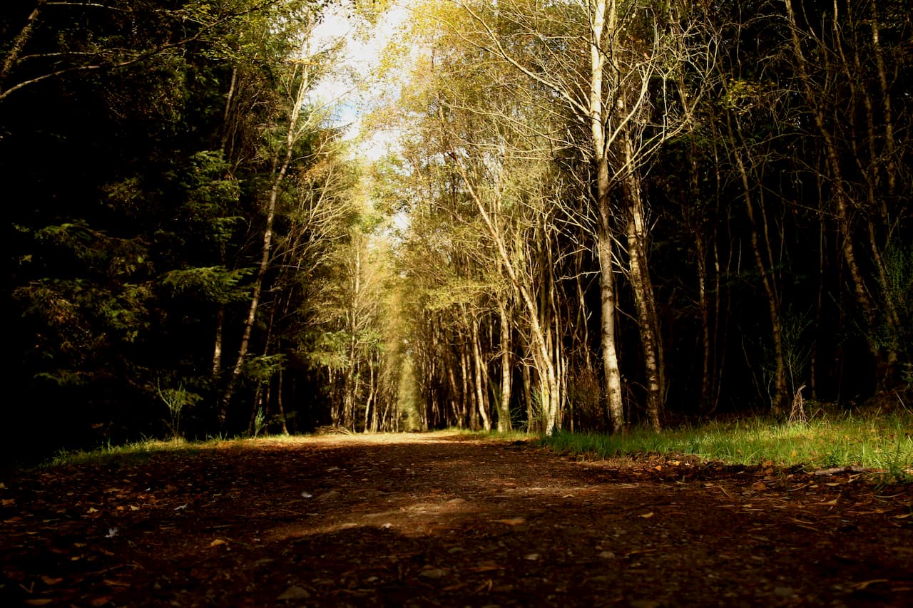 Denlethen Woods