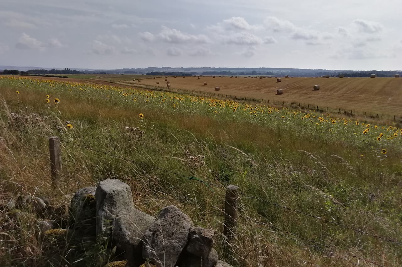 Countryside Field photo 02, near Cedar Holiday Cottage
