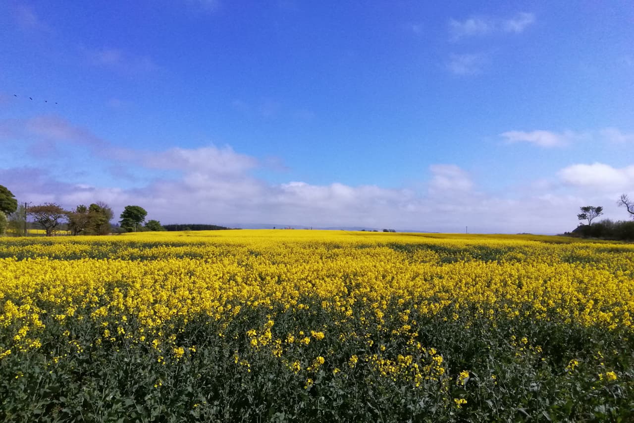 Countryside Field And Beautiful Sky, near Cedar Holiday Cottage