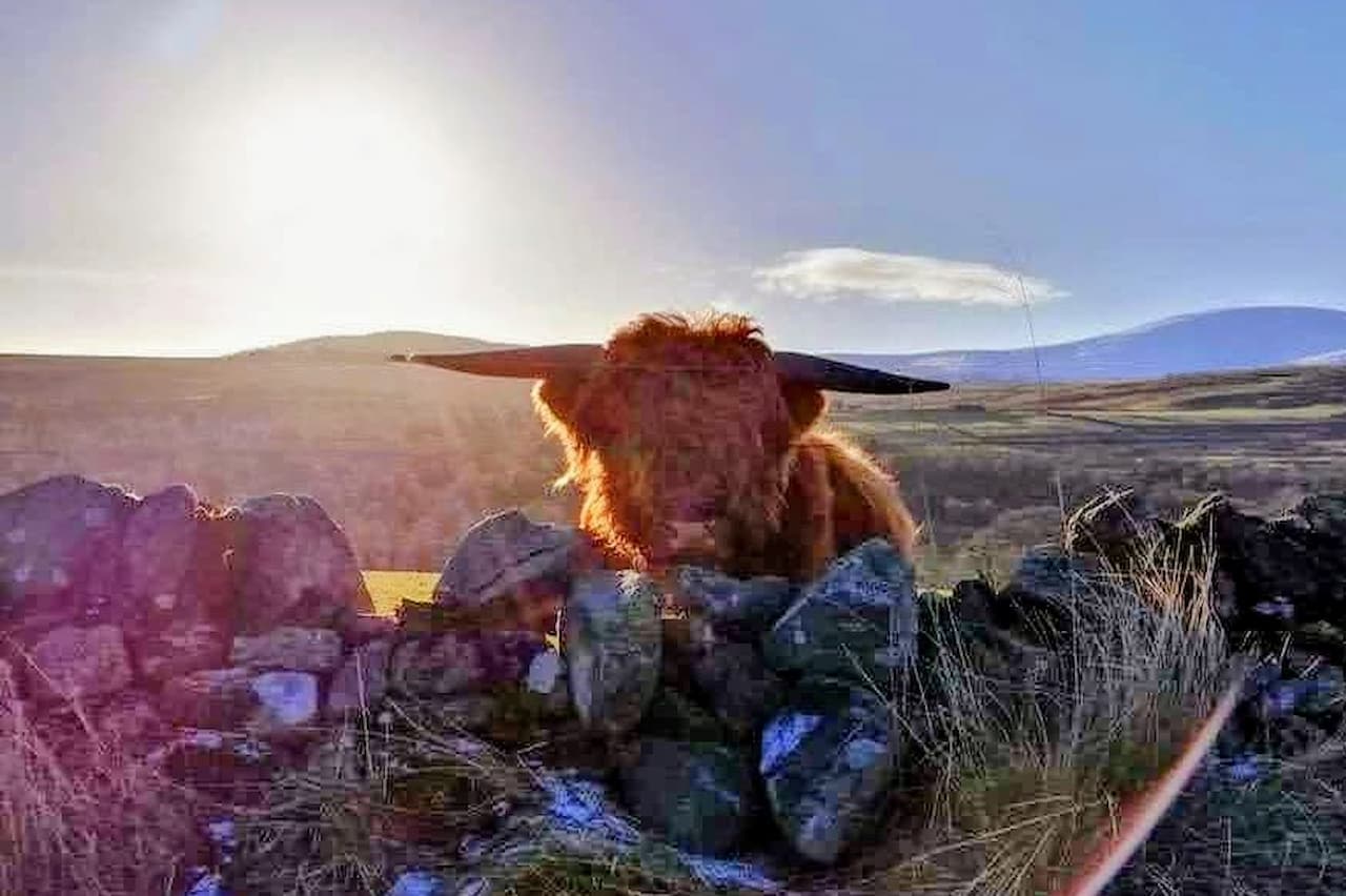 A curious and friendly Highland cow with its distinctive long, wavy, ginger hair.