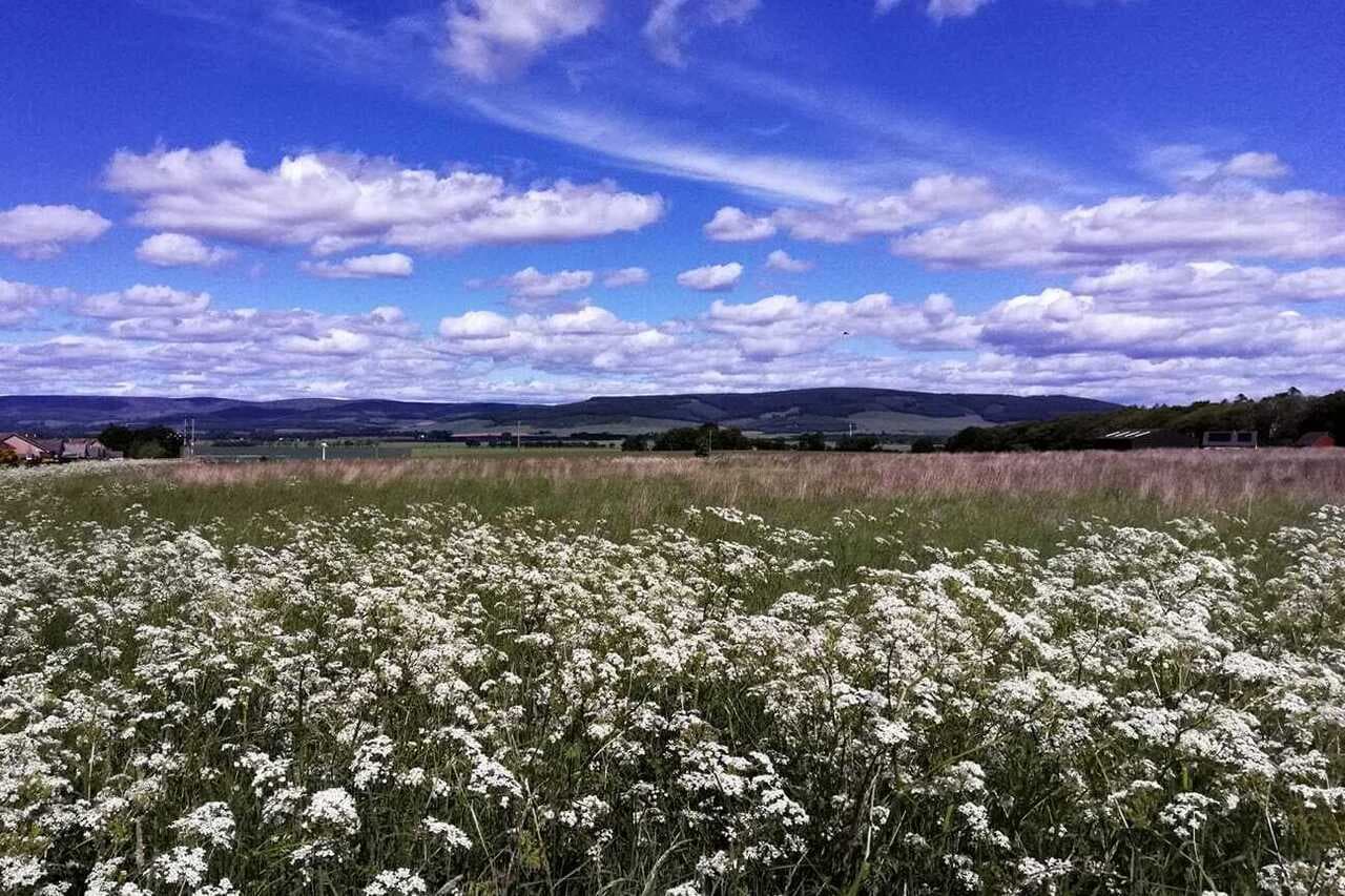 A wildflower meadow in The Mearns left to grow wild so that nature can reclaim it.