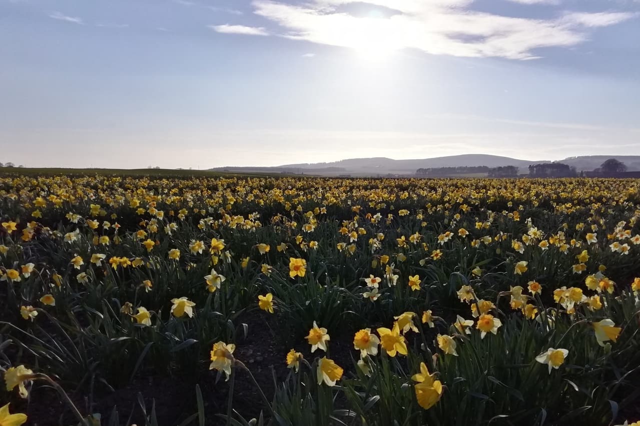 Holiday in The Mearns in Scotland. A field of daffodils with the Cairngorm Mountains in the background.