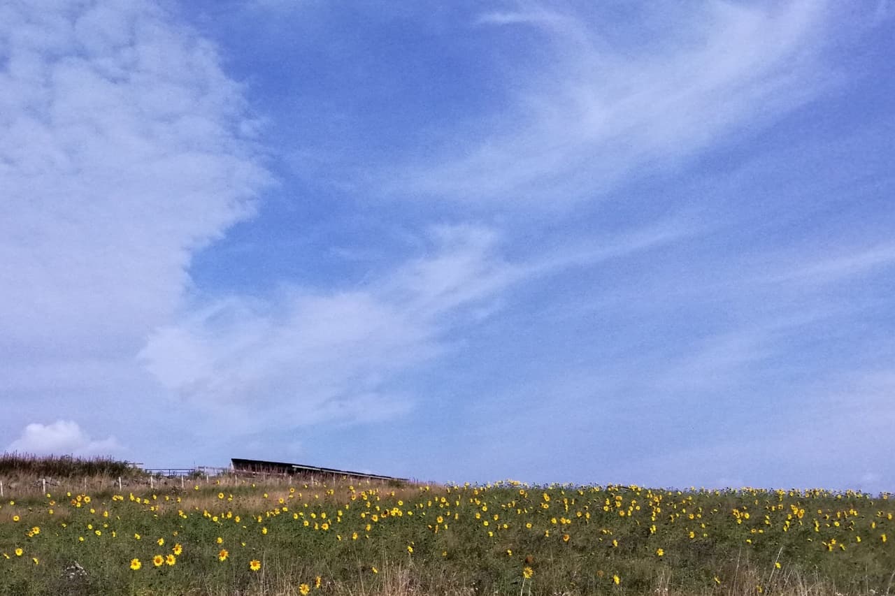 Holiday in Scotland near Laurencekirk. A field of yellow daisies.
